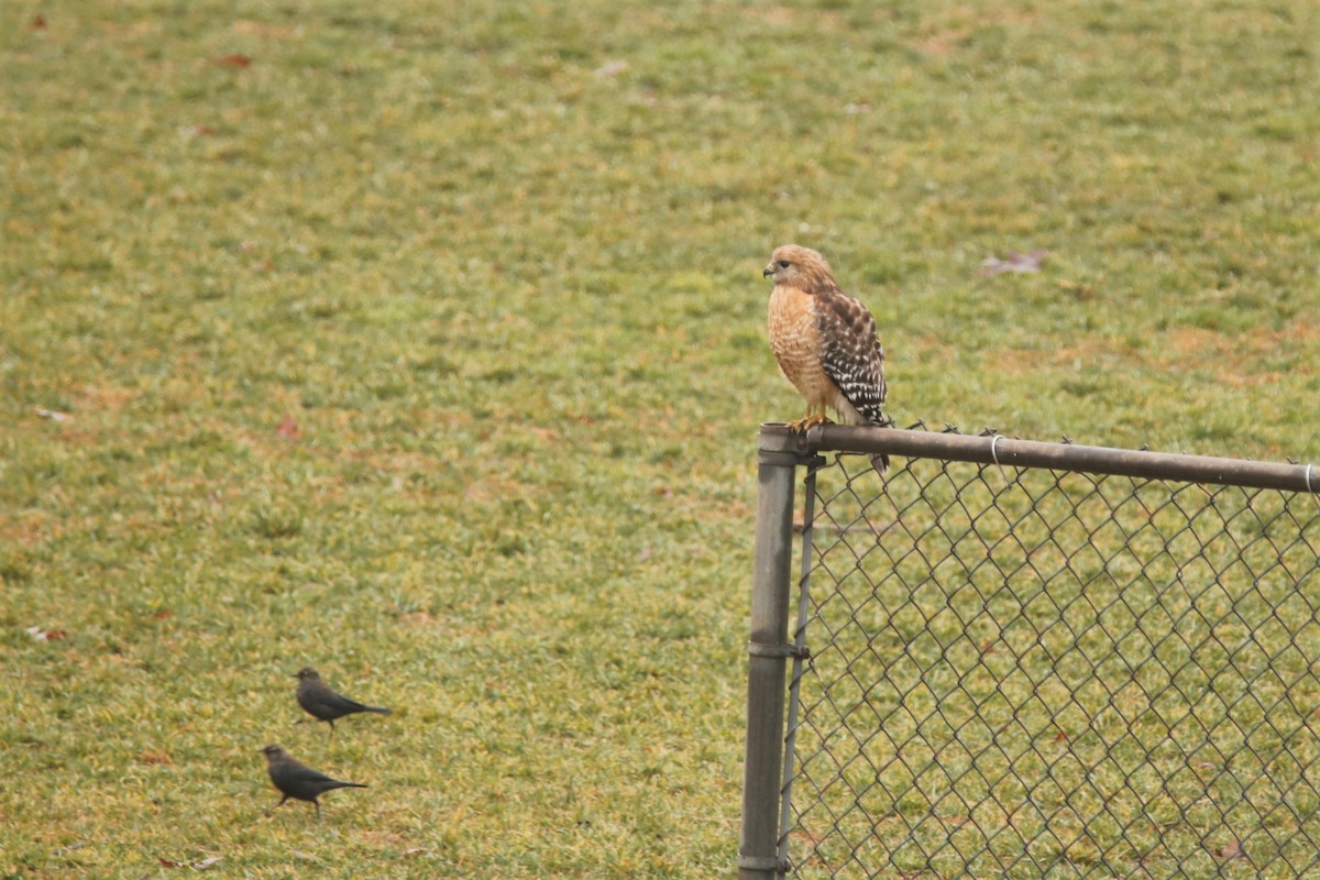 Red-shouldered Hawk - ML301536151