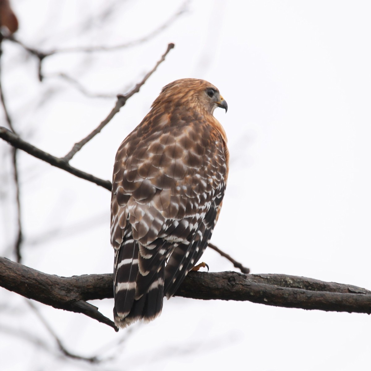 Red-shouldered Hawk - ML301536161