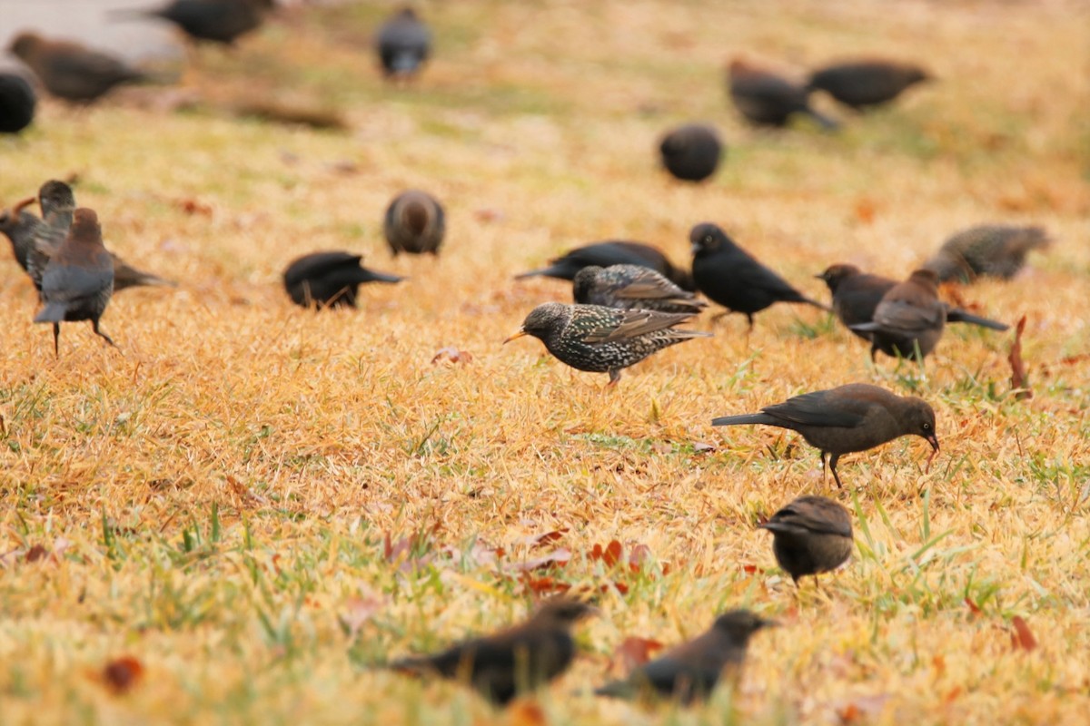 European Starling - ML301536311