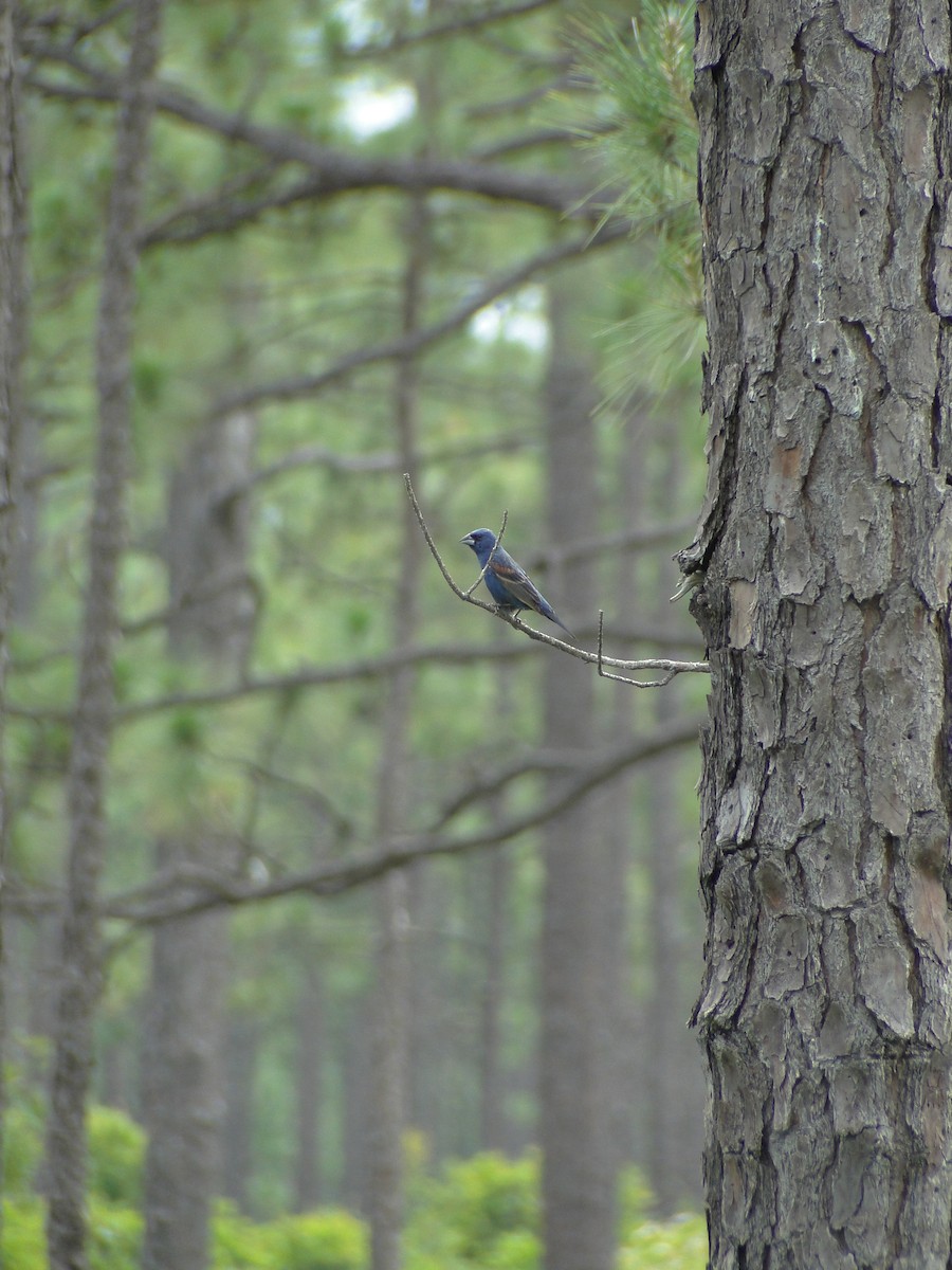 Blue Grosbeak - John Kuenzli