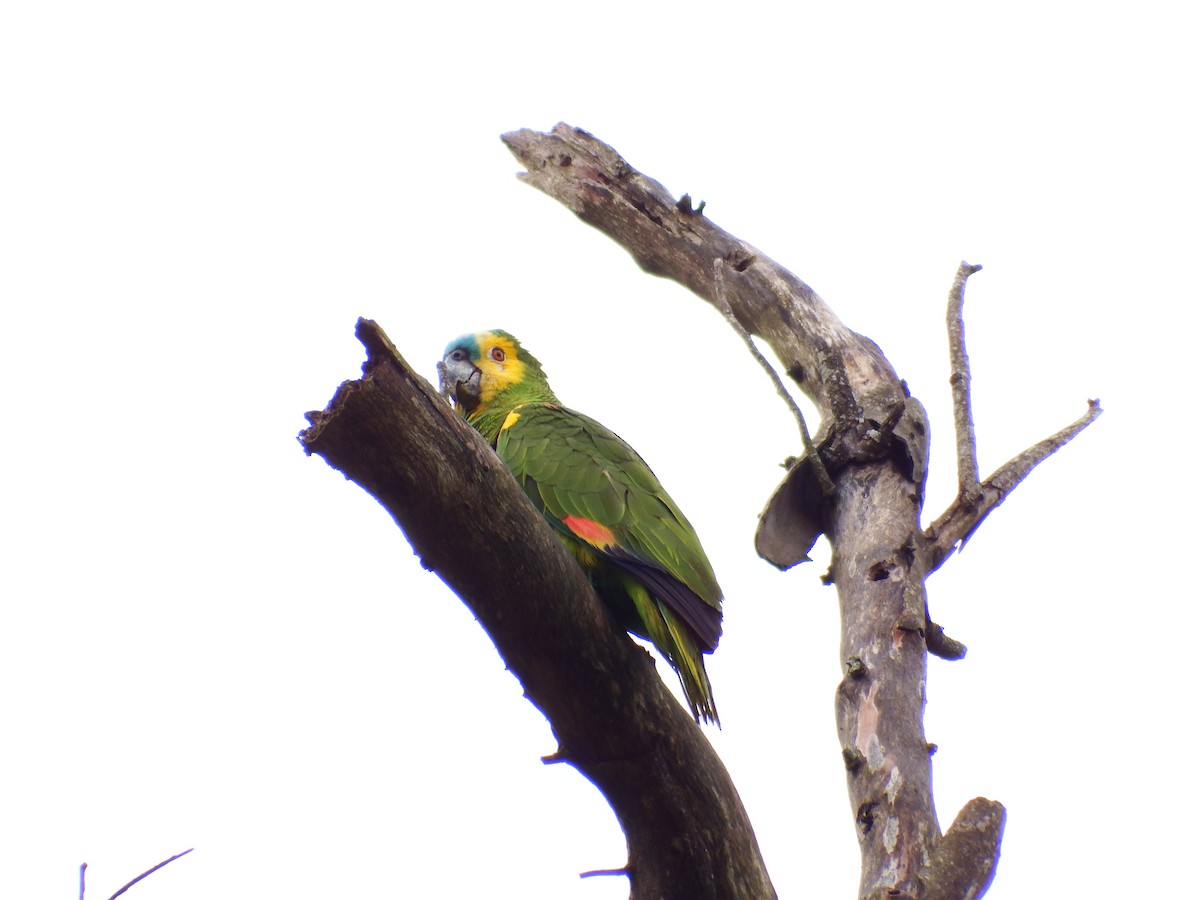 Turquoise-fronted Parrot - ML301539881