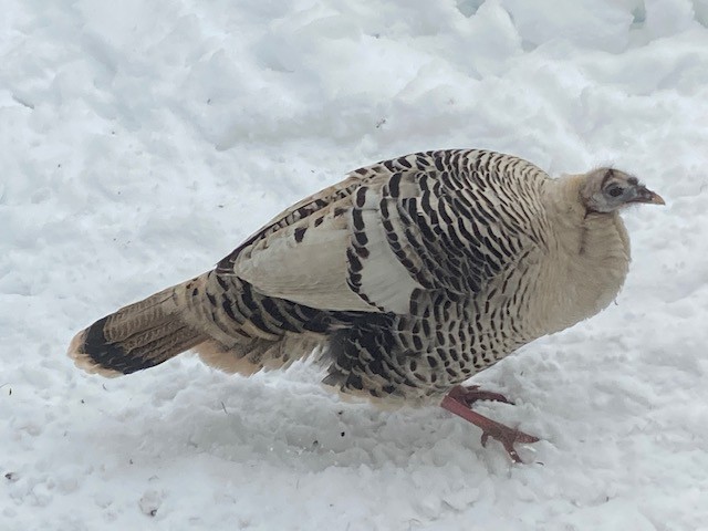 Wild Turkey - ML301541011