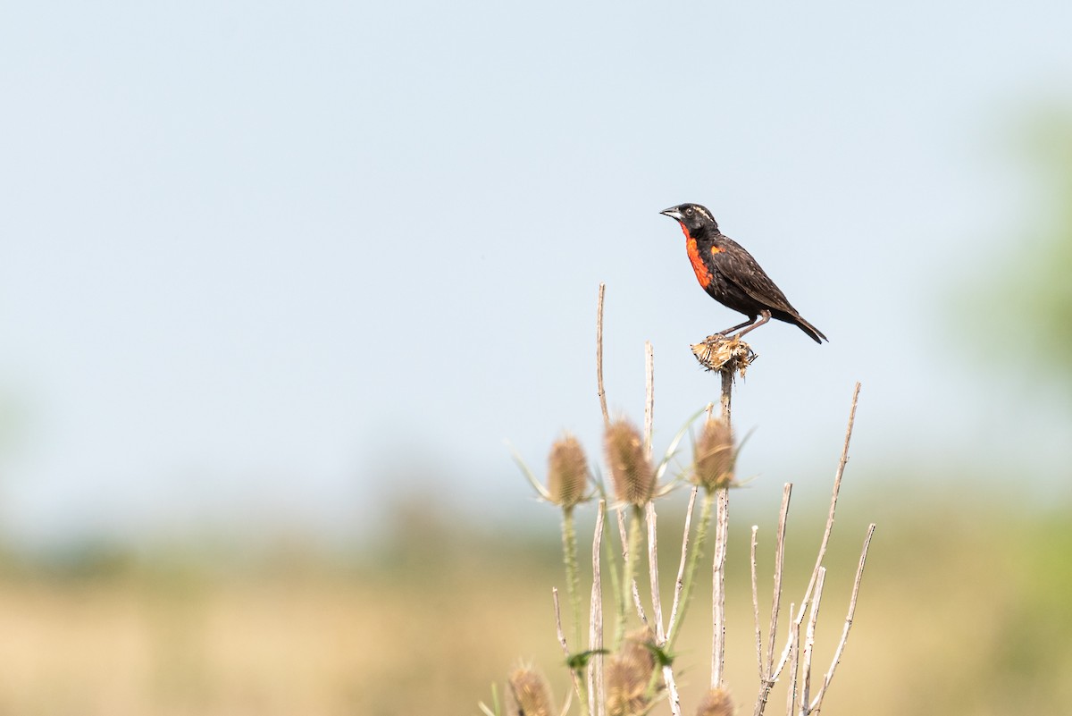 White-browed Meadowlark - ML301546671