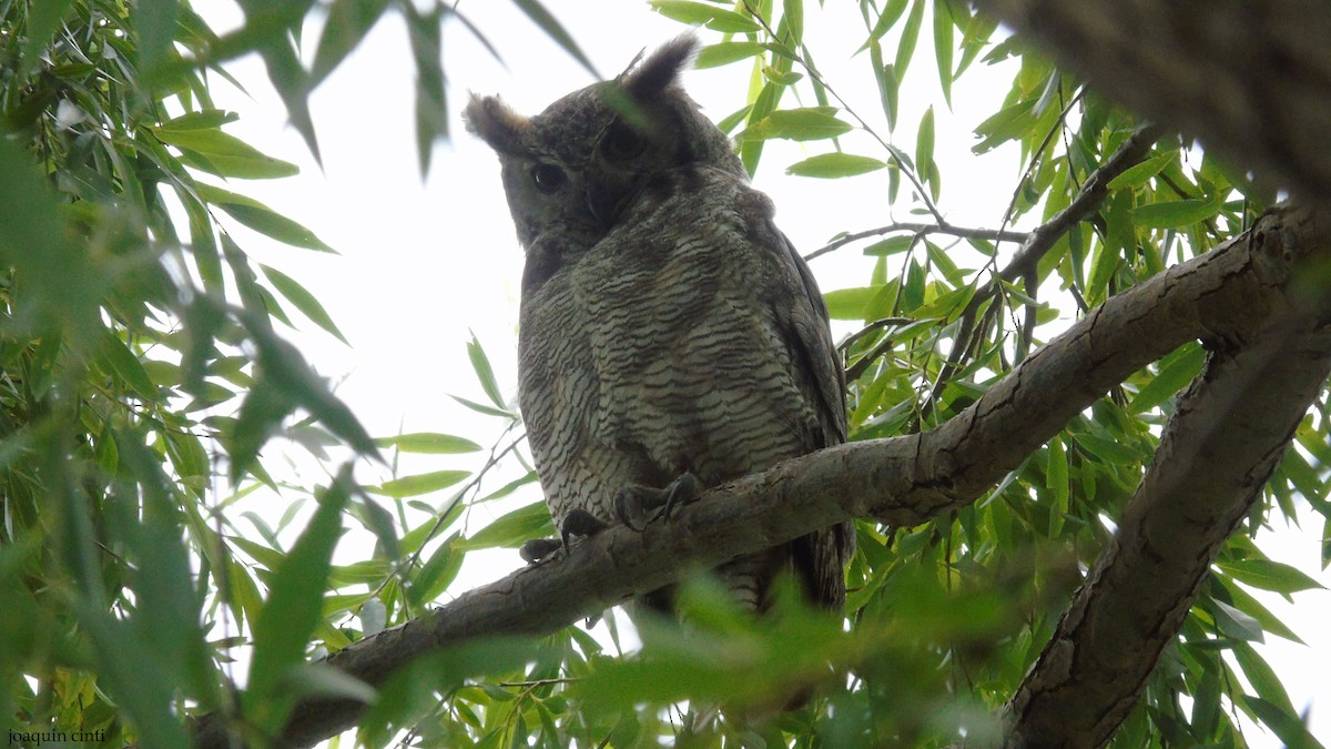 Great/Lesser Horned Owl - ML301546871