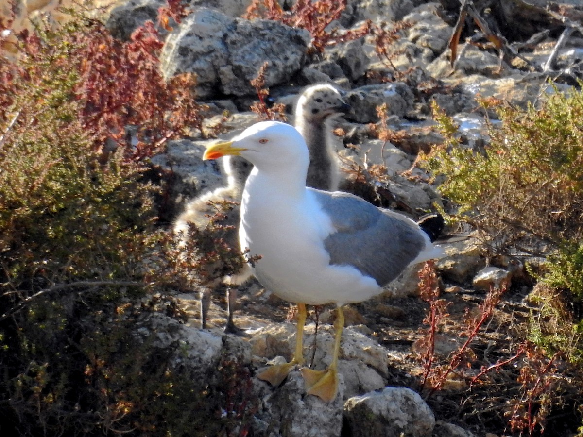 Gaviota Patiamarilla - ML30154761