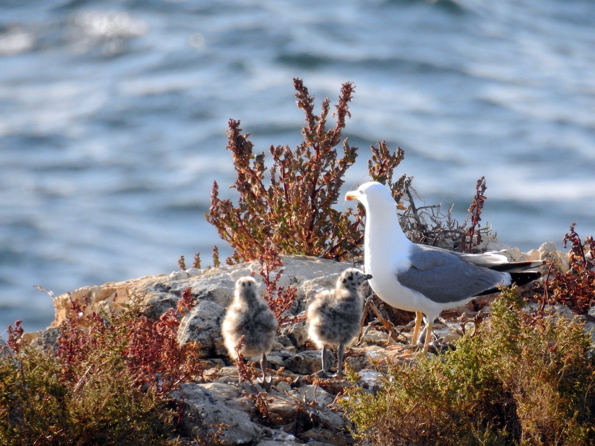 Gaviota Patiamarilla - ML30154771