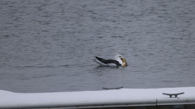 Great Black-backed Gull - ML301548001