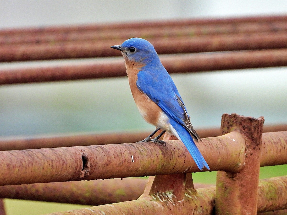 Eastern Bluebird - Michael Musumeche