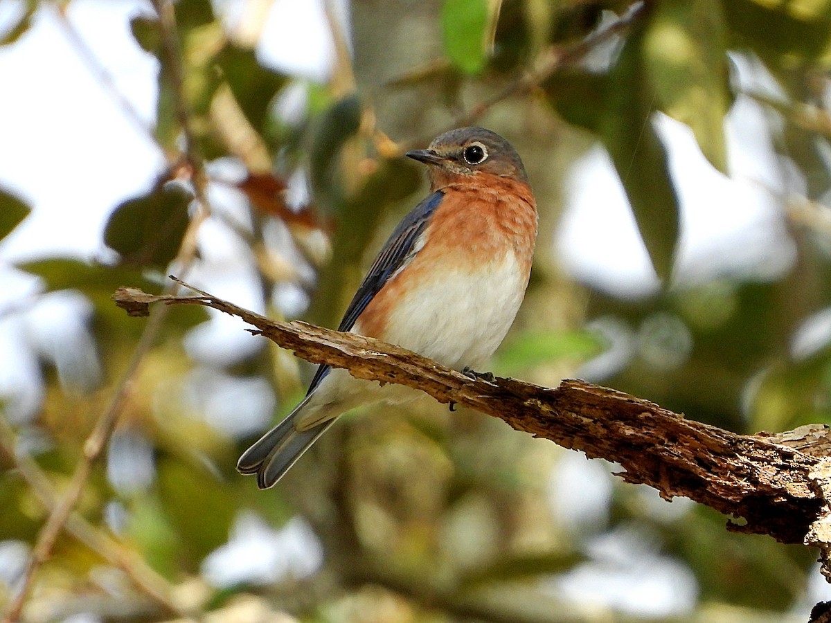 Eastern Bluebird - ML301548601