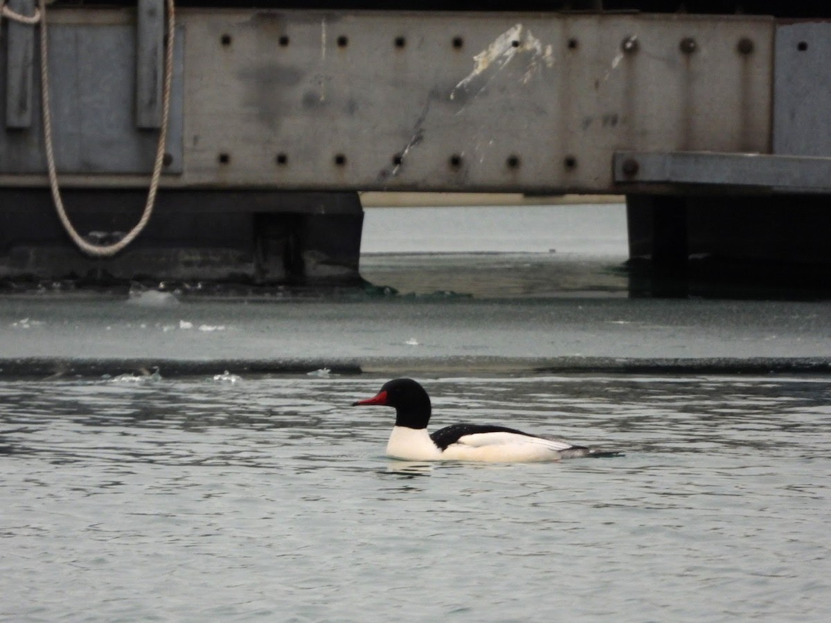 Common Merganser - ML301549331