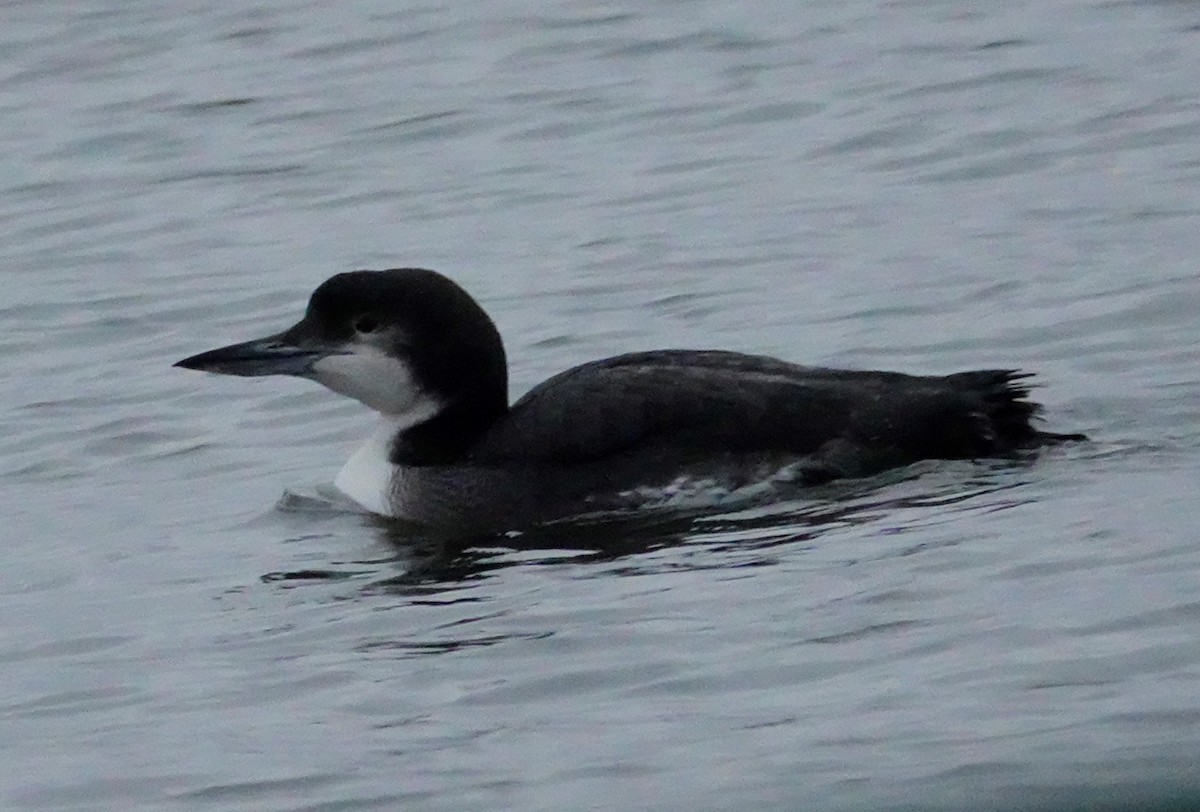 Common Loon - ML301549961