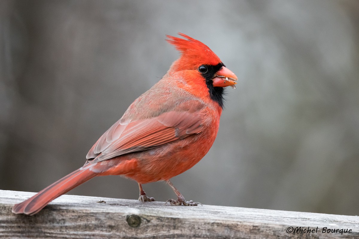 Northern Cardinal - ML301549991