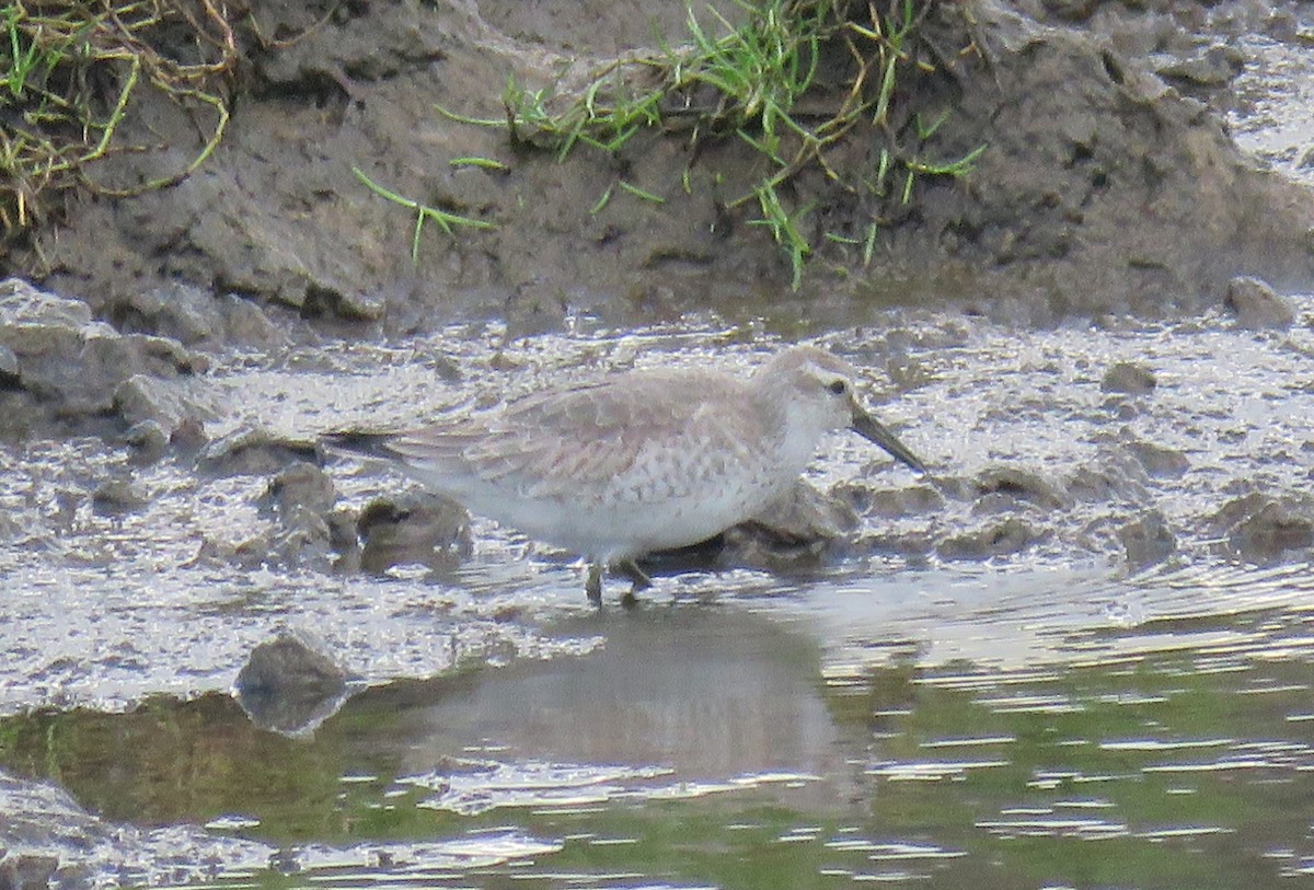 Red Knot - ML301551221