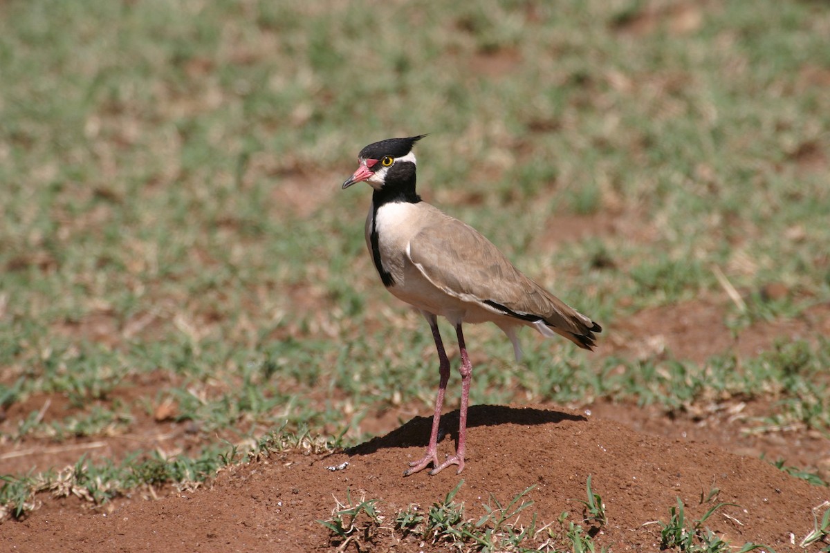 Black-headed Lapwing - ML301551251