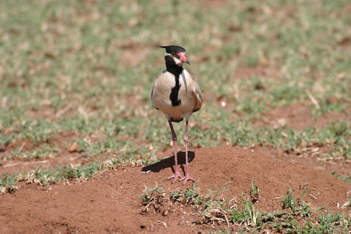 Black-headed Lapwing - ML301551281