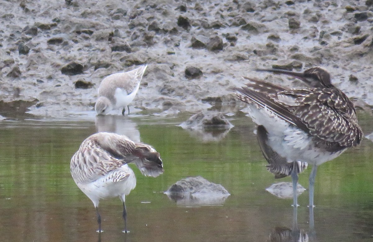 Whimbrel (European) - ML301551291