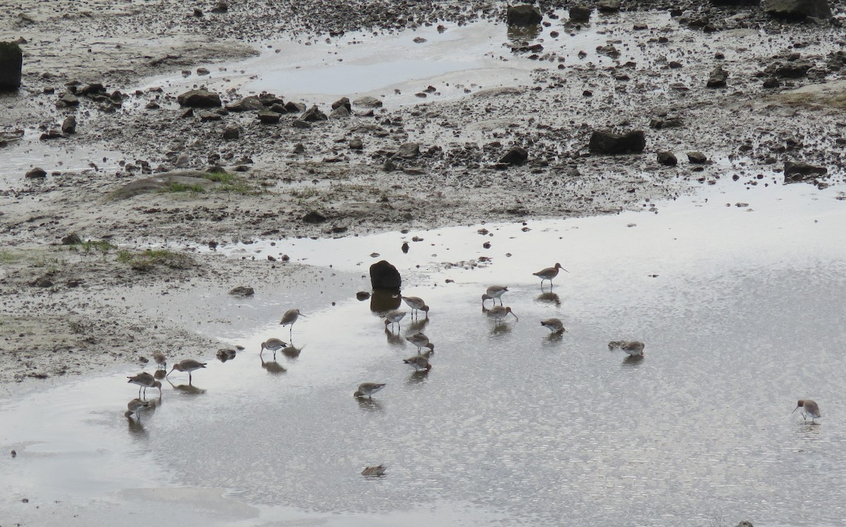 Black-tailed Godwit - ML301551421