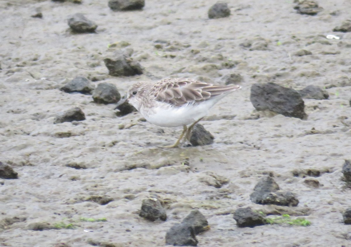 Least Sandpiper - ML301551791