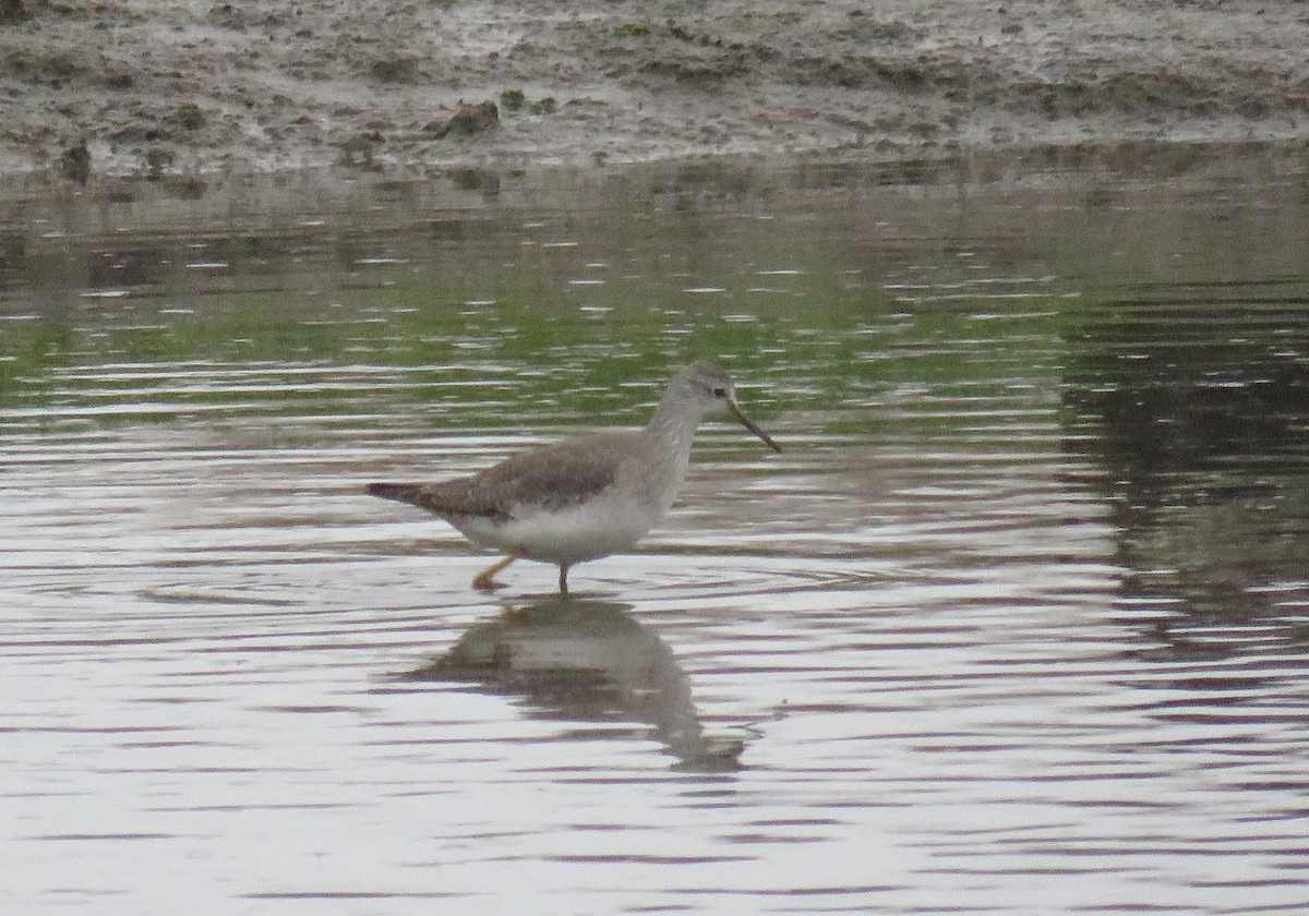 Lesser Yellowlegs - Alba Villarroya