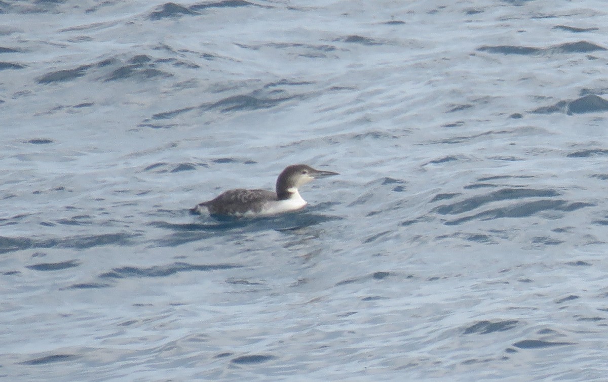 Common Loon - Alba Villarroya