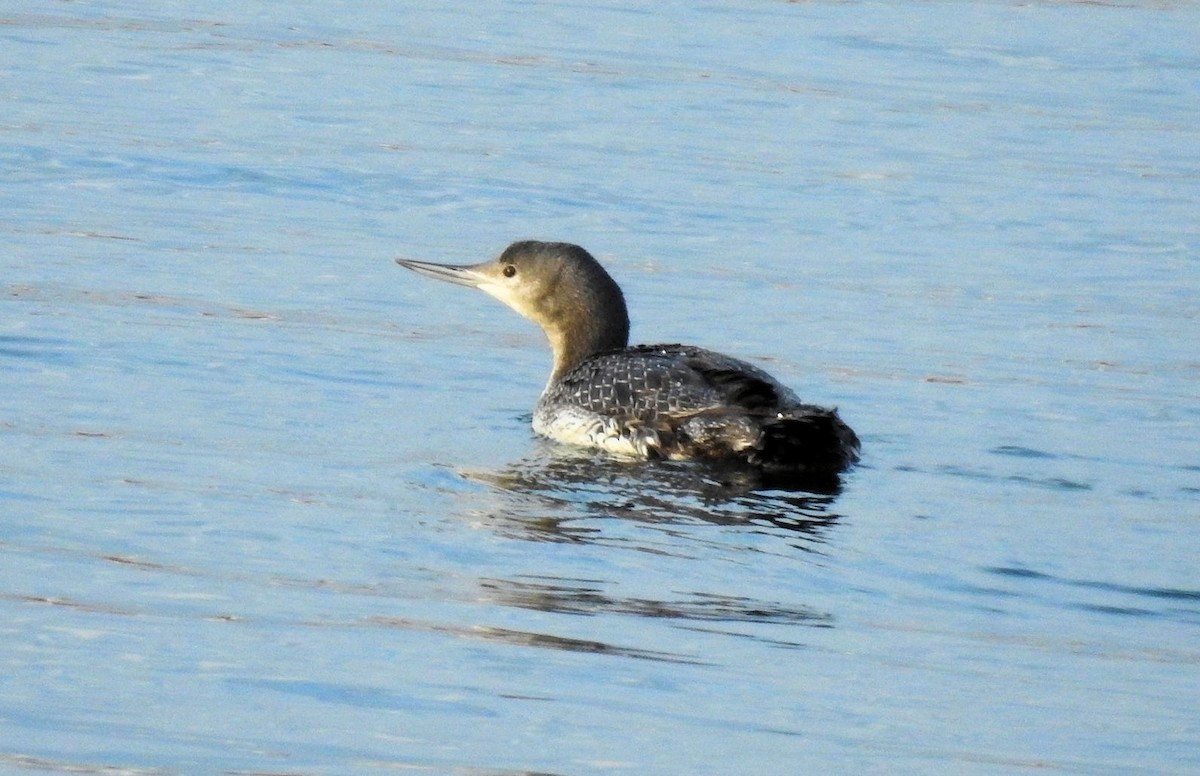 Red-throated Loon - ML301552221