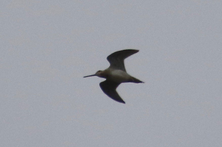 Wilson's Snipe - ML301552961