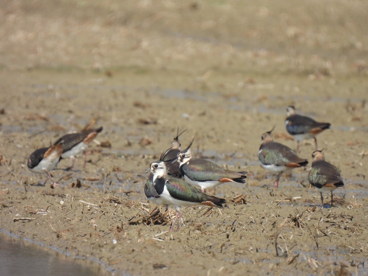 Northern Lapwing - Anonymous