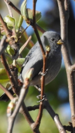 Band-tailed Seedeater - ML301554381