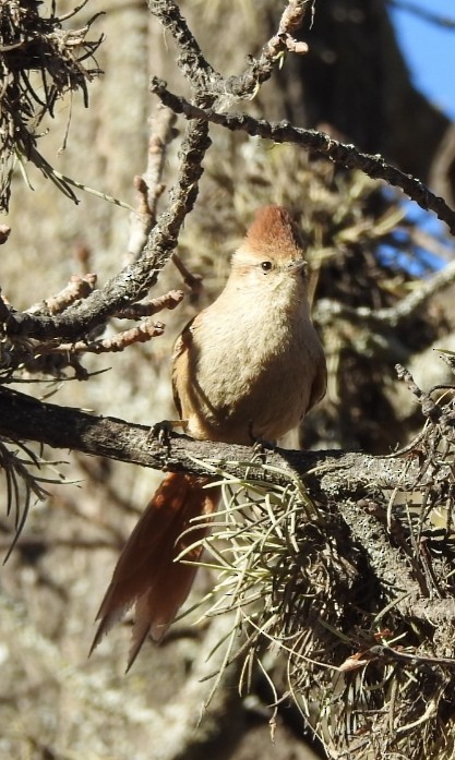 Brown-capped Tit-Spinetail - ML301554421