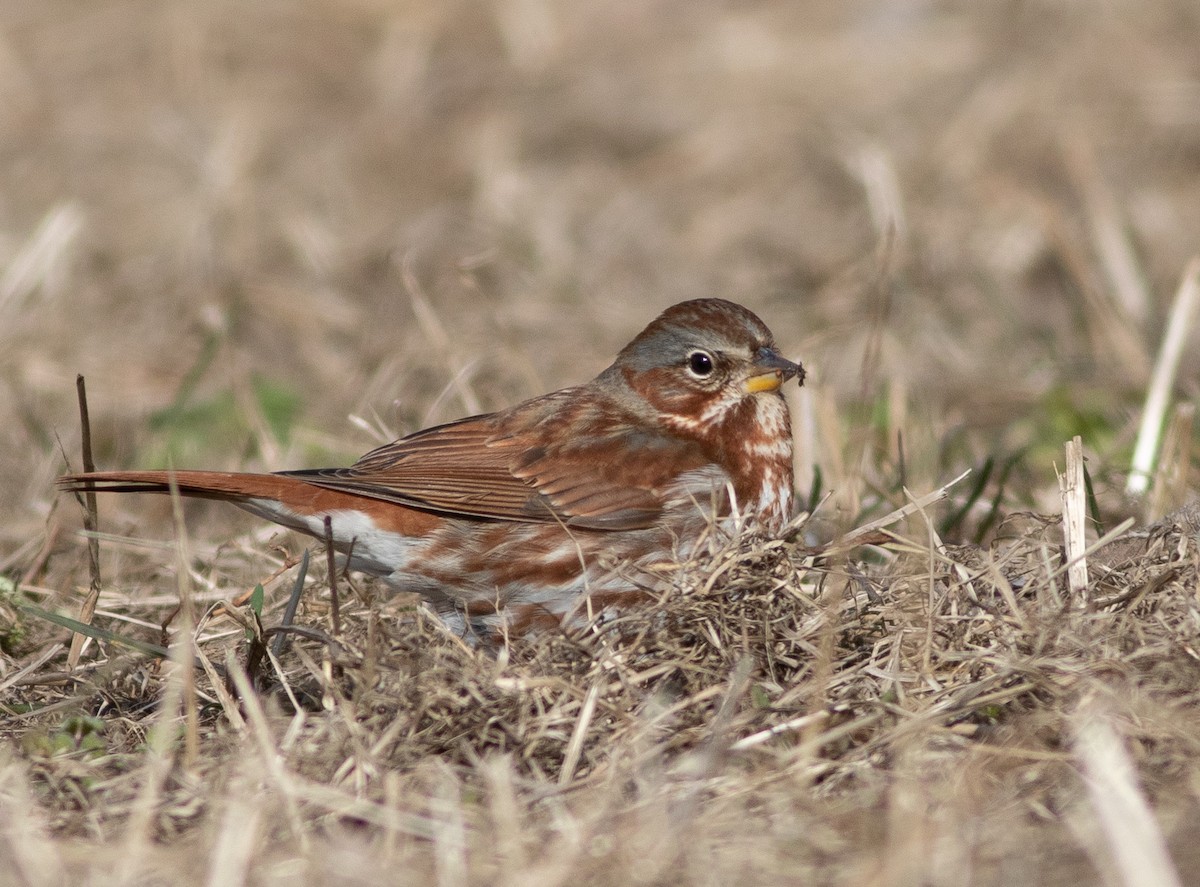 Fox Sparrow - ML301554551