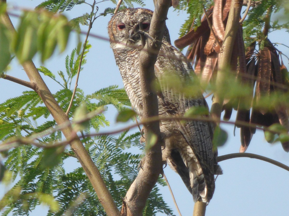 Mottled Wood-Owl - ML301554721