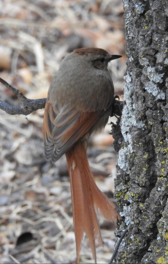 Brown-capped Tit-Spinetail - ML301554971