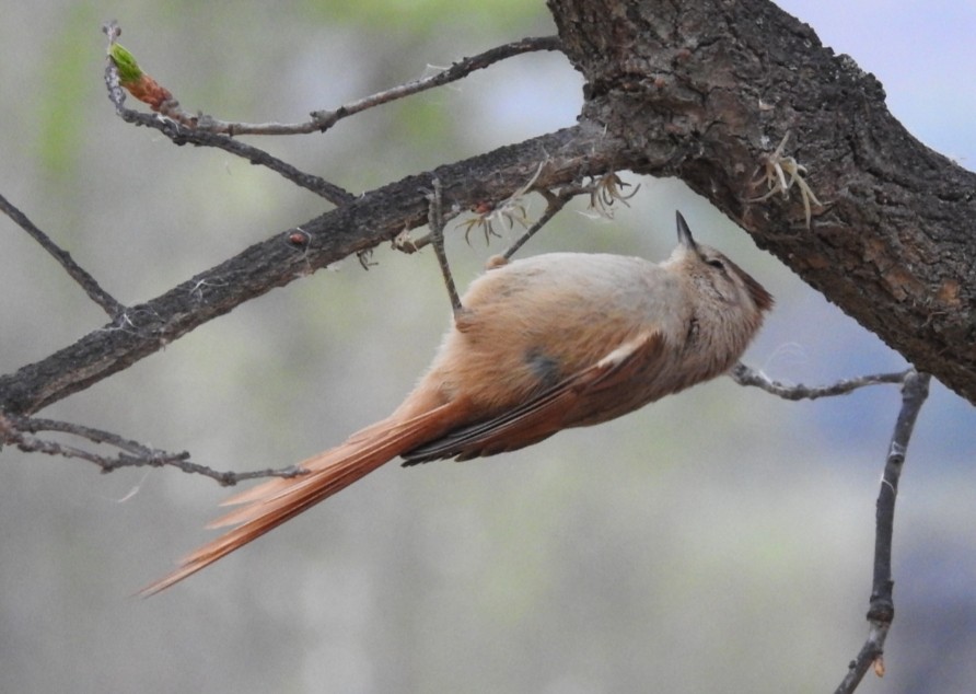 Brown-capped Tit-Spinetail - ML301554981