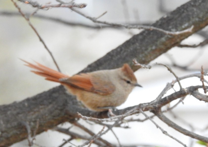 Brown-capped Tit-Spinetail - ML301554991