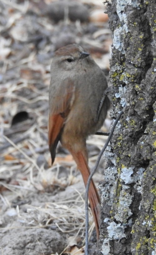 Brown-capped Tit-Spinetail - ML301555001