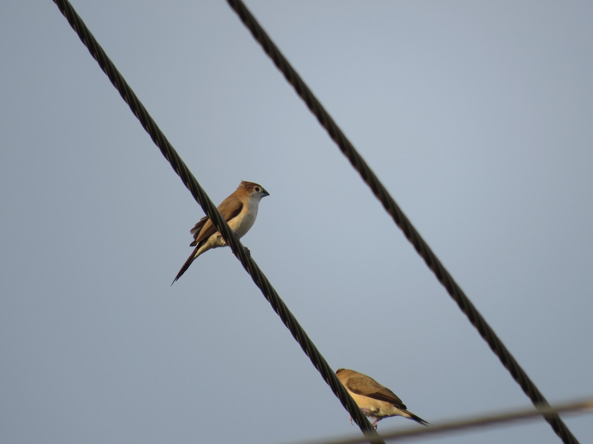 Indian Silverbill - ML30155501