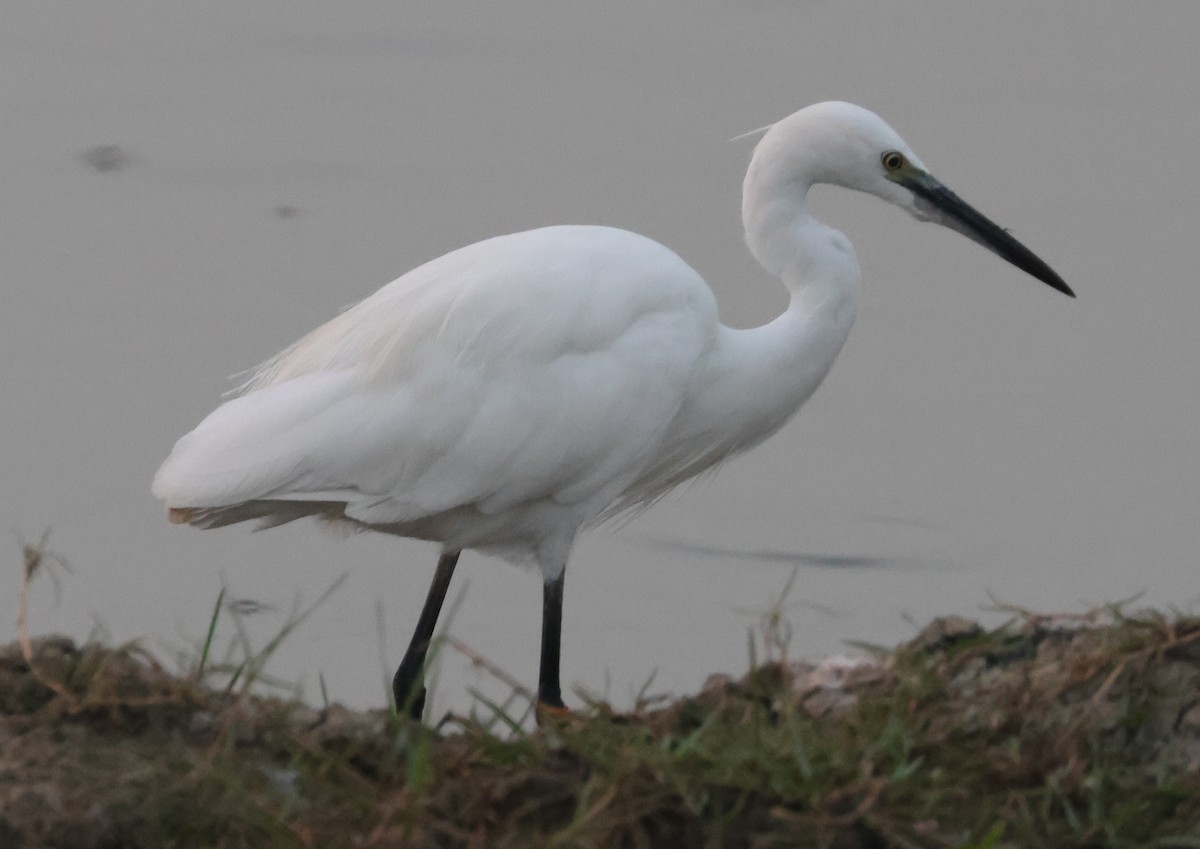 Little Egret - ML301555481