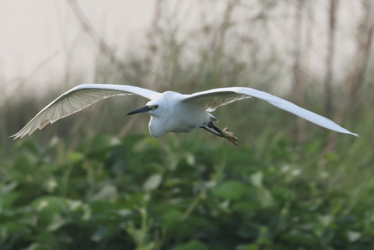 Little Egret - ML301555491