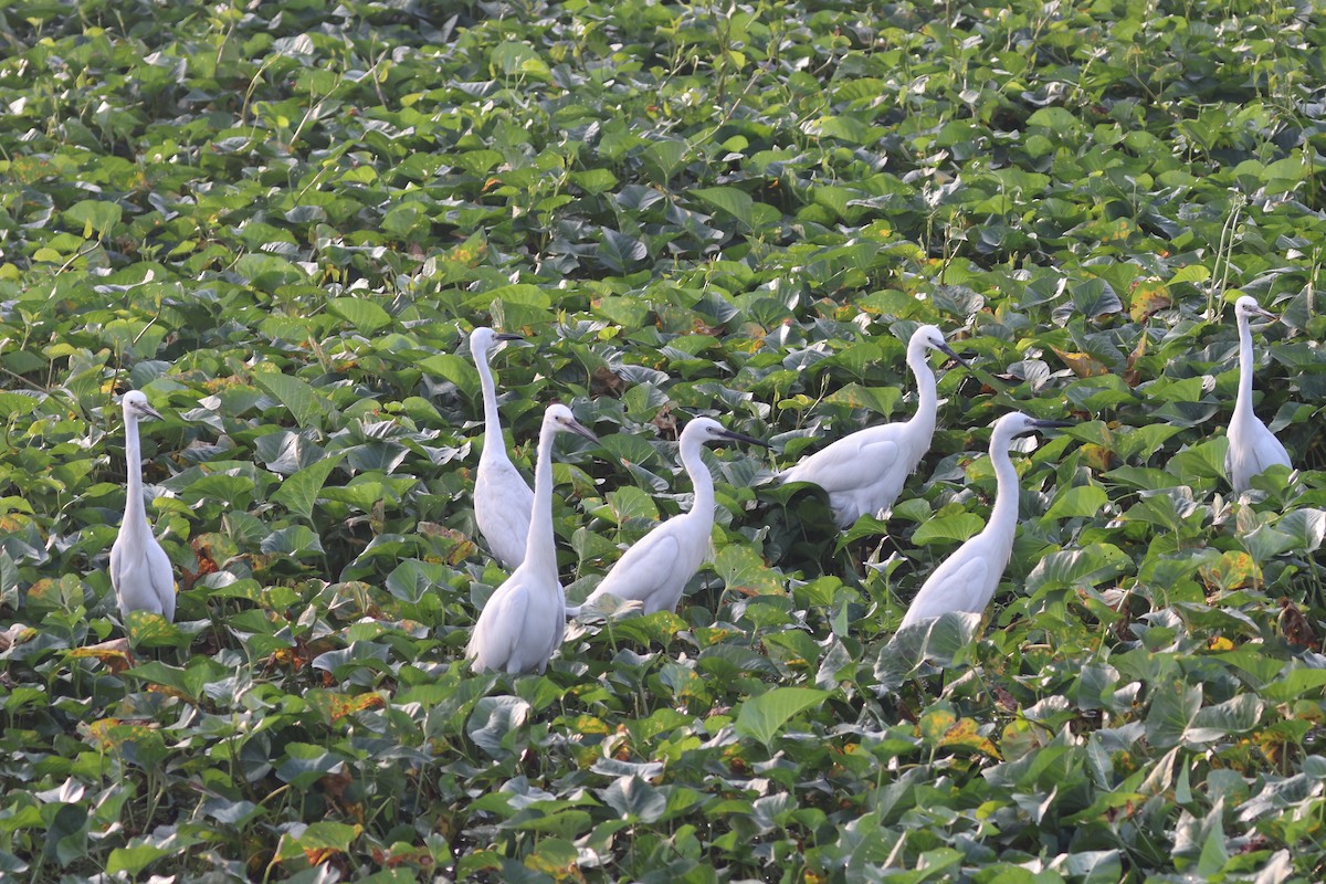 Little Egret - ML301555581