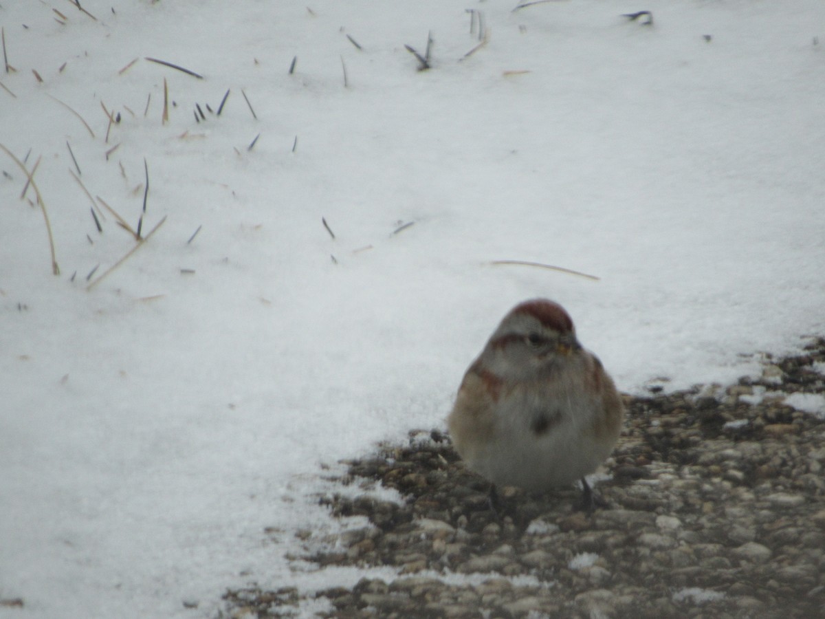 American Tree Sparrow - ML301555811