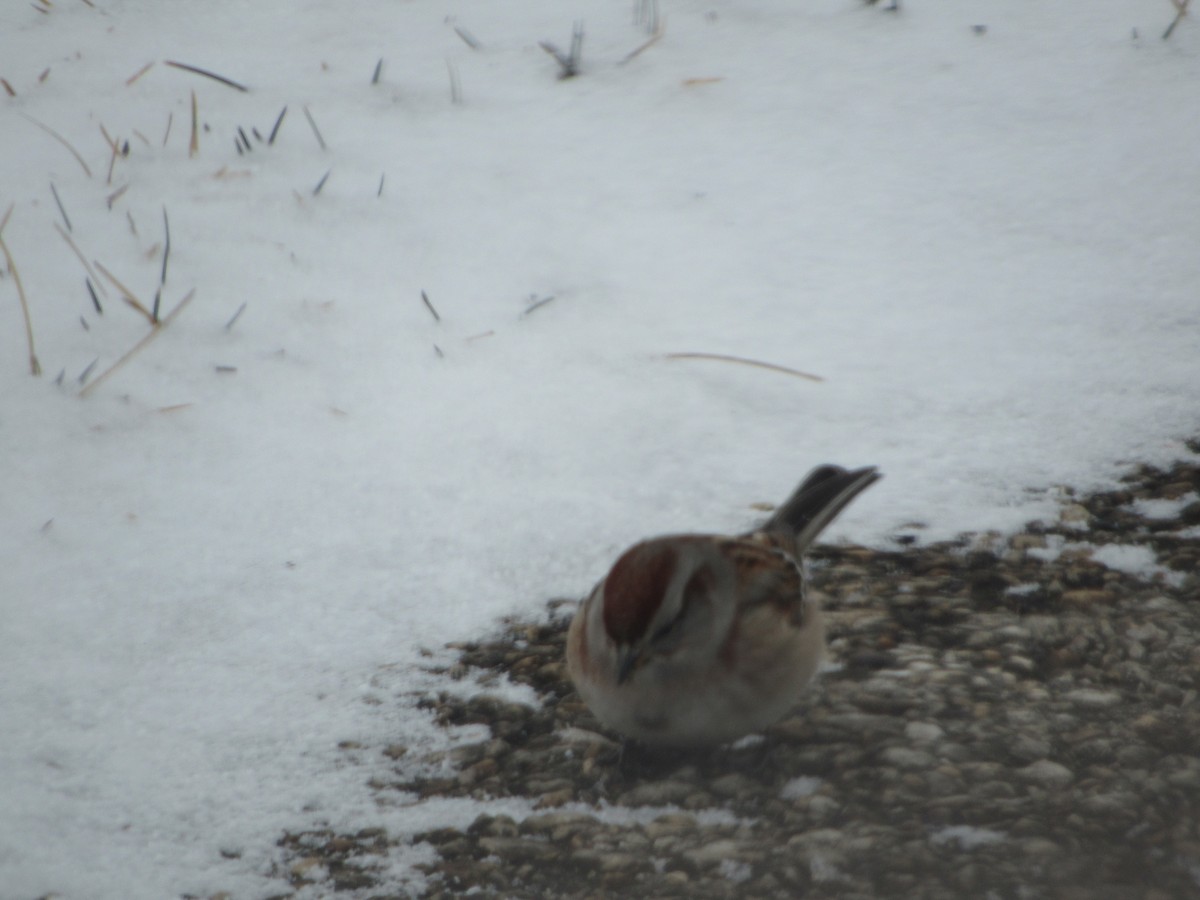 American Tree Sparrow - ML301555821
