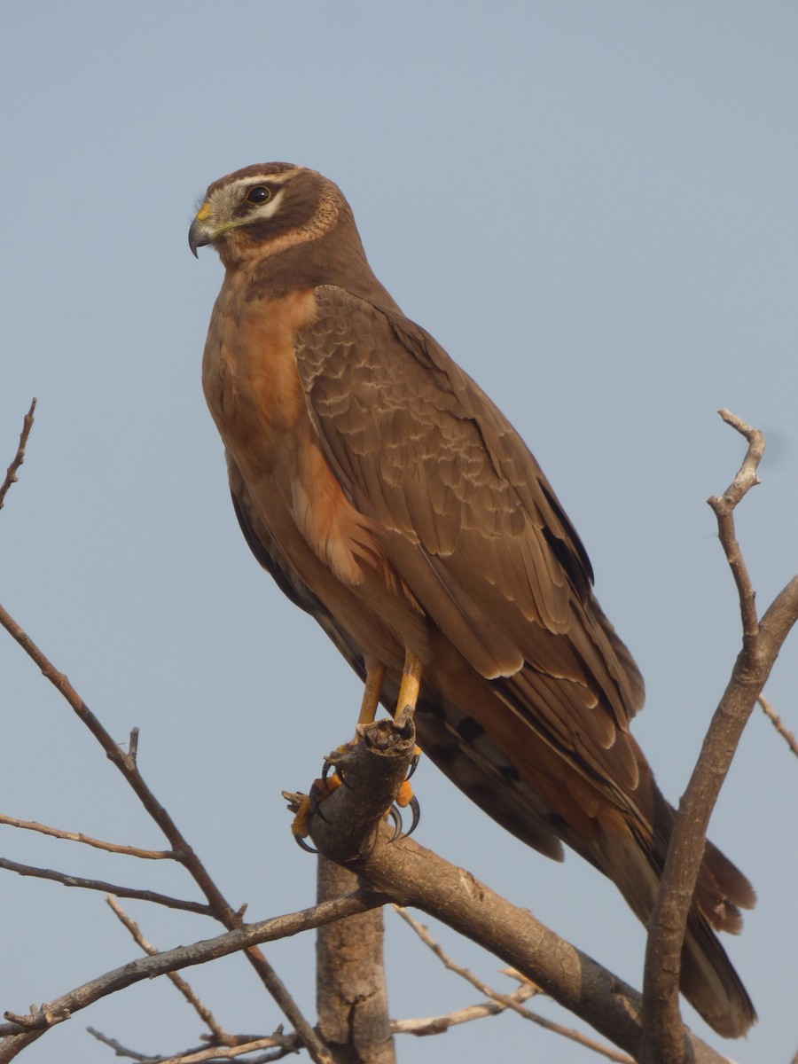 Pallid Harrier - Ninad Raote