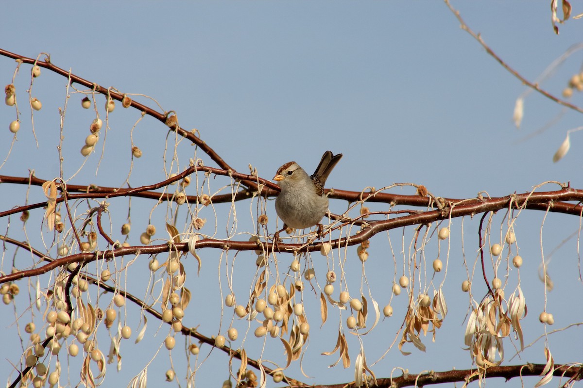 White-crowned Sparrow - ML301556851