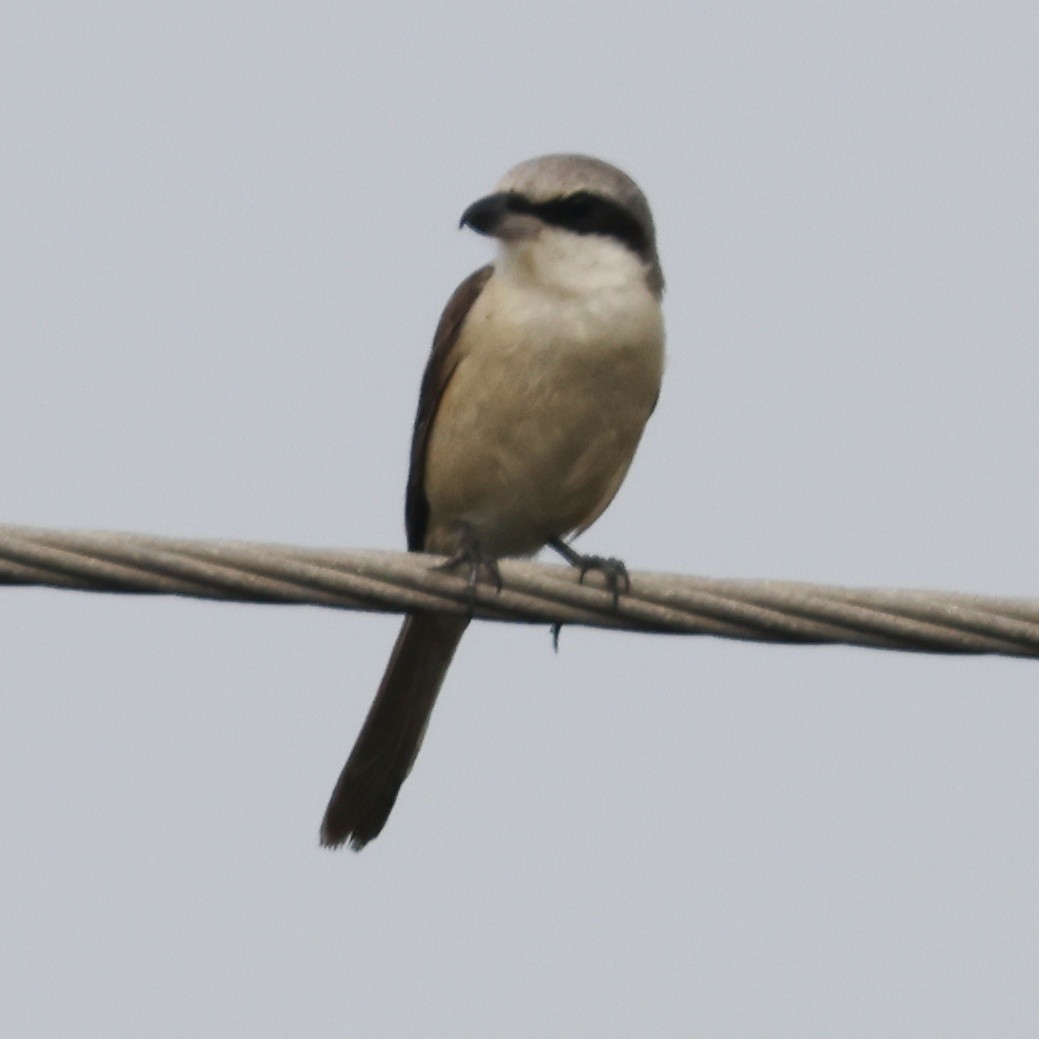 Brown Shrike - ML301557921