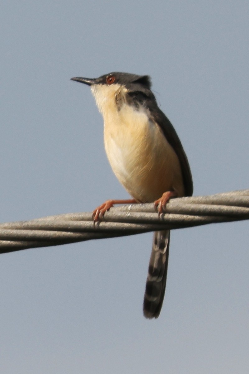 Ashy Prinia - ML301558141