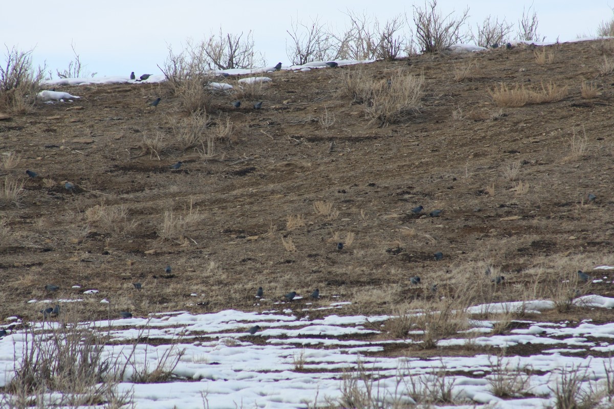 Pinyon Jay - ML301558161