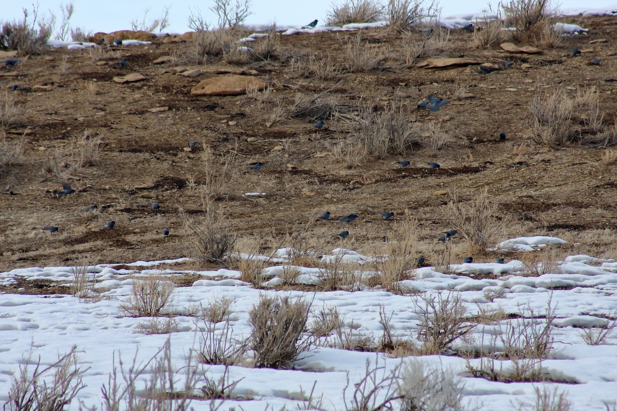 Pinyon Jay - ML301558181