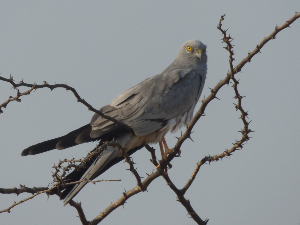 Montagu's Harrier - Ninad Raote