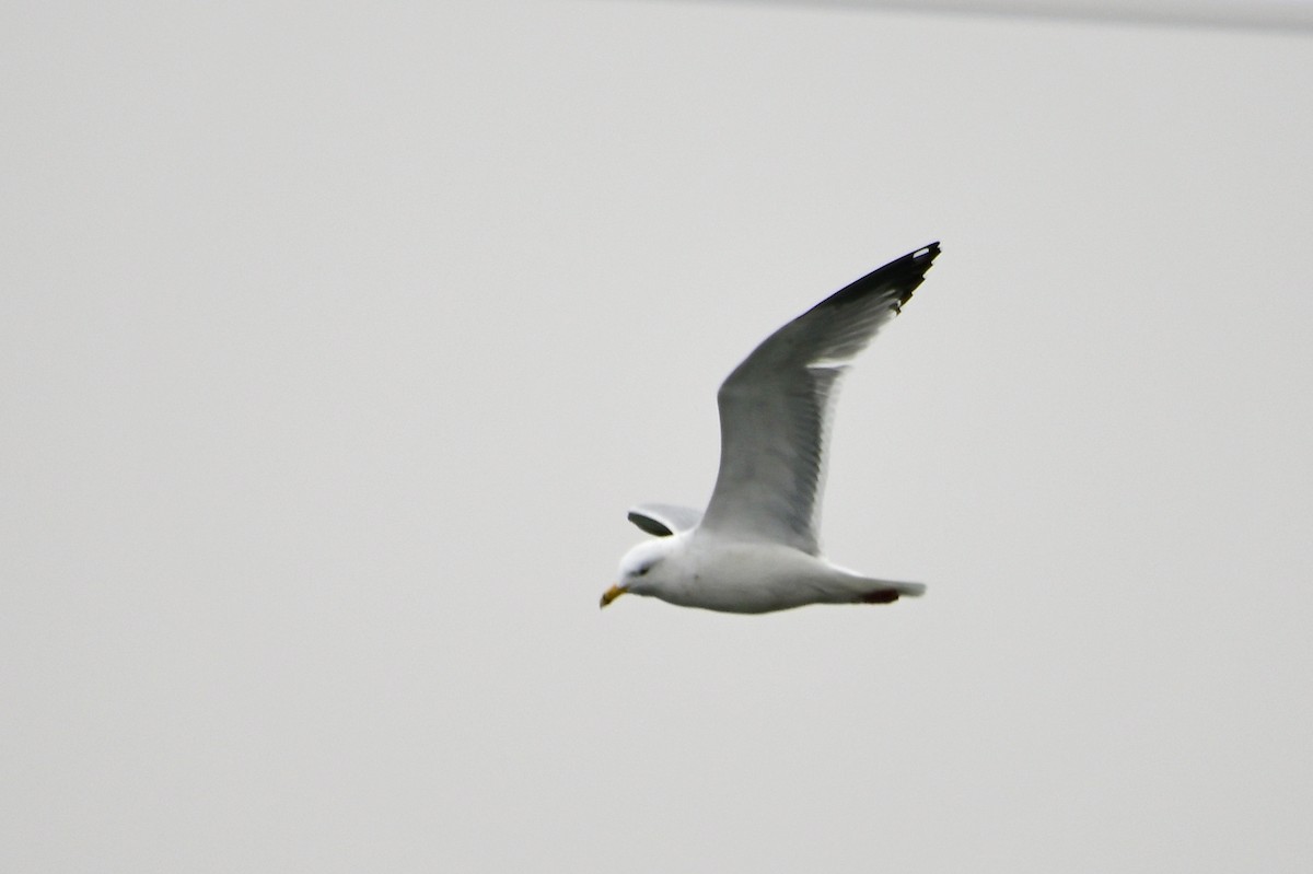 Ring-billed Gull - ML301563601