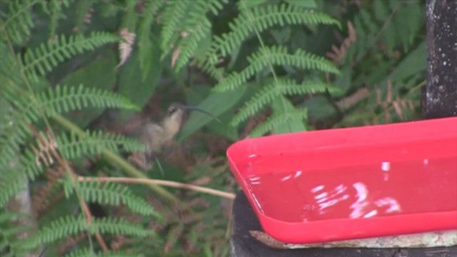 Great-billed Hermit - ML301564621